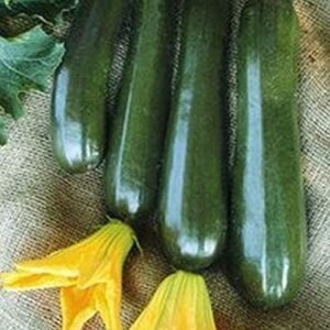 Zucchini Onyx