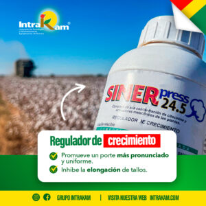 SinerCid Bufer